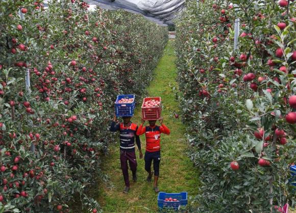 Online Marketing Benefits for Apple Growers.